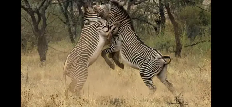 Grévy's zebra (Equus grevyi) as shown in Africa - Sahara